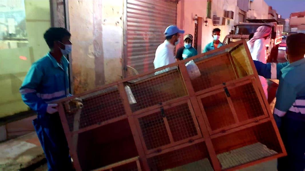 ضبط موقعين مخالفين لذبح الدجاج بشكل عشوائي في جدة