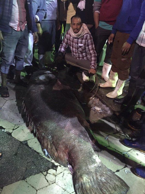 الصورة الصورة