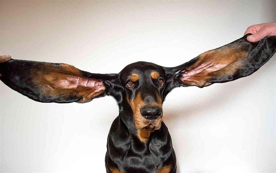 اطول اذن كلب