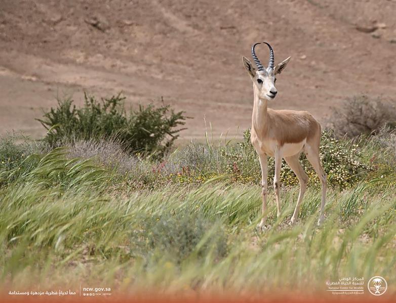 إطلاق عدد من ظباء الريم بمتنزه 