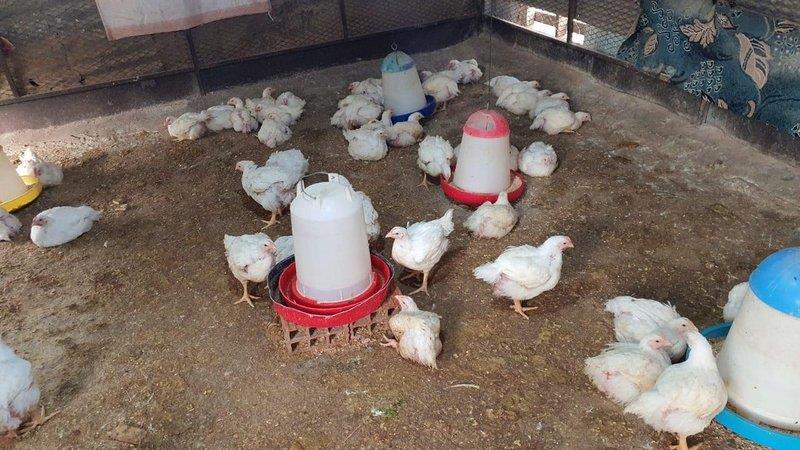 إغلاق مسلخ دواجن مُخالف داخل حوش في بلجرشي إغلاق مسلخ دواجن مُخالف داخل حوش في بلجرشي