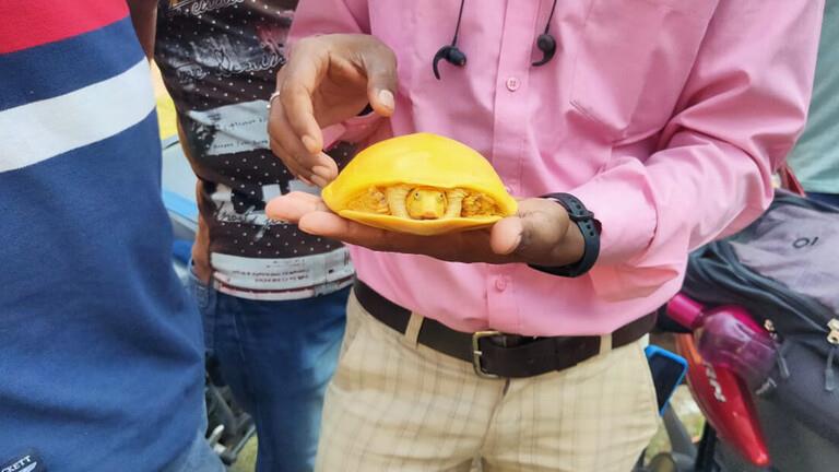 اكتشاف سلحفاة صفراء نادرة في الهند 