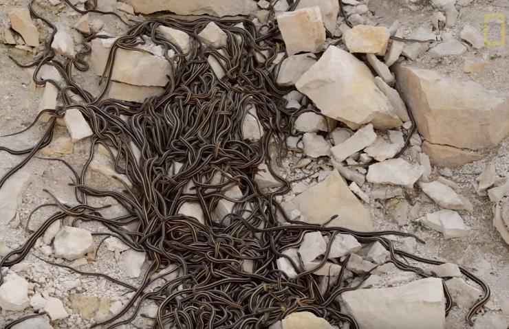 أكبر تجمع سنوي للأفاعي في العالم بكندا أكبر تجمع سنوي للأفاعي في العالم بكندا