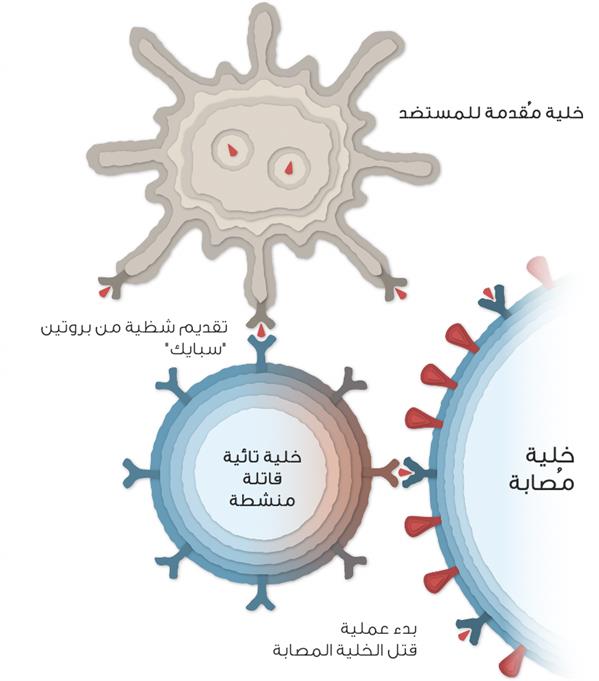 مرحلة التصدي للفيروس
