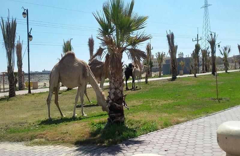 شاهد.. تحويل ممشى عام إلى مرعى للإبل.. بلدية خميس مشيط ترد وتكشف عن تهديد ملاكها مراقبي البلدية