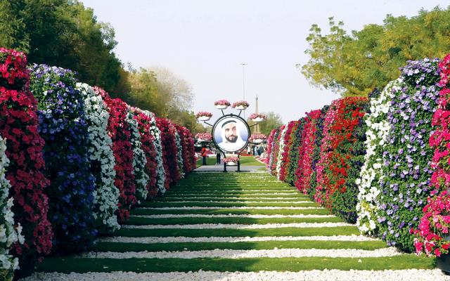 العين تتكحل بمليوني زهرة