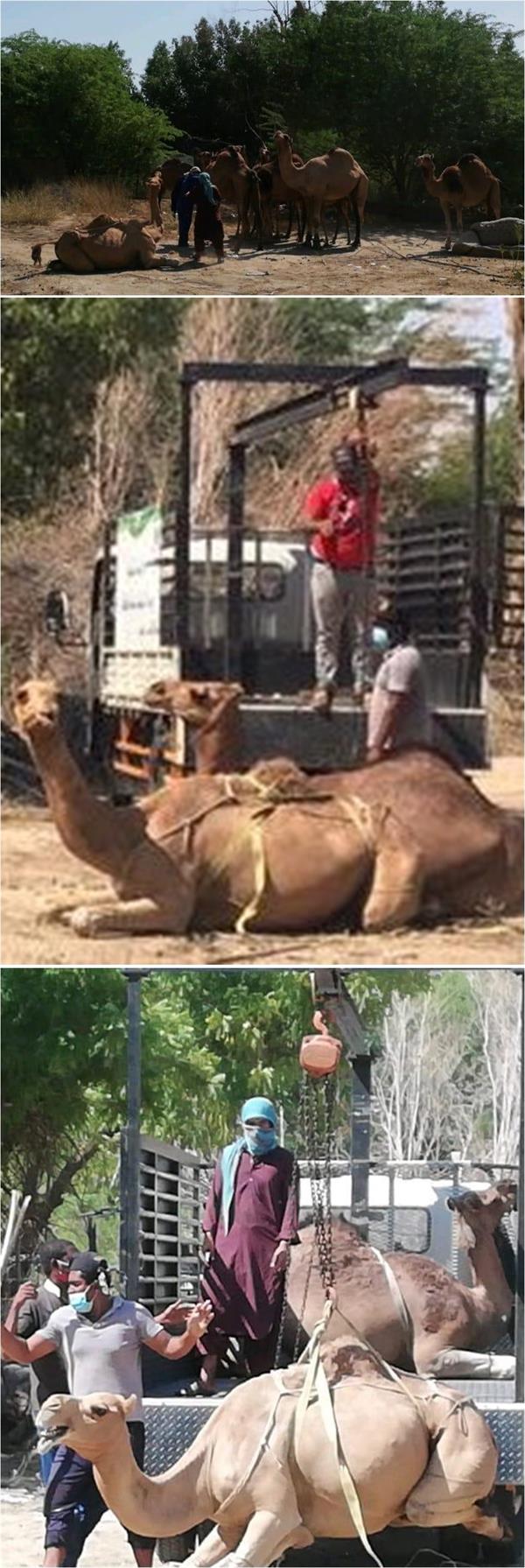 مصادرة إبل سائبة في أحد أحياء العاصمة المقدسة 