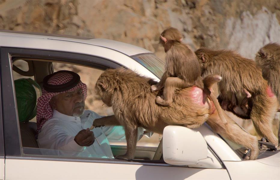 صورة لمواطن يطعم قرودًا بالطائف تنال استحسان المغردين