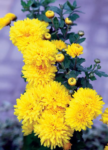 العين تتكحل بمليوني زهرة