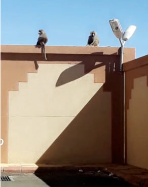 ÙØªÙجة Ø¨ØØ« Ø§ÙØµÙر ع٠اÙÙØ±Ùد جاÙ
عة Ø¨ÙØ´Ø© بÙÙØ±Ù