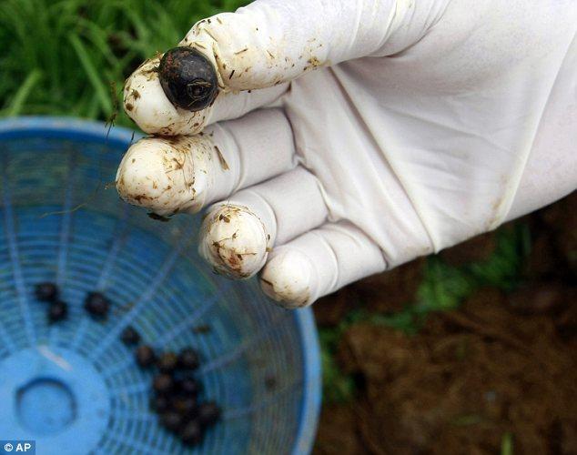 اغلى قهوة من فضلات الفيلة