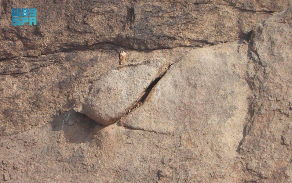 إنتاج 60 فرخًا من الصقور المهددة بالانقراض