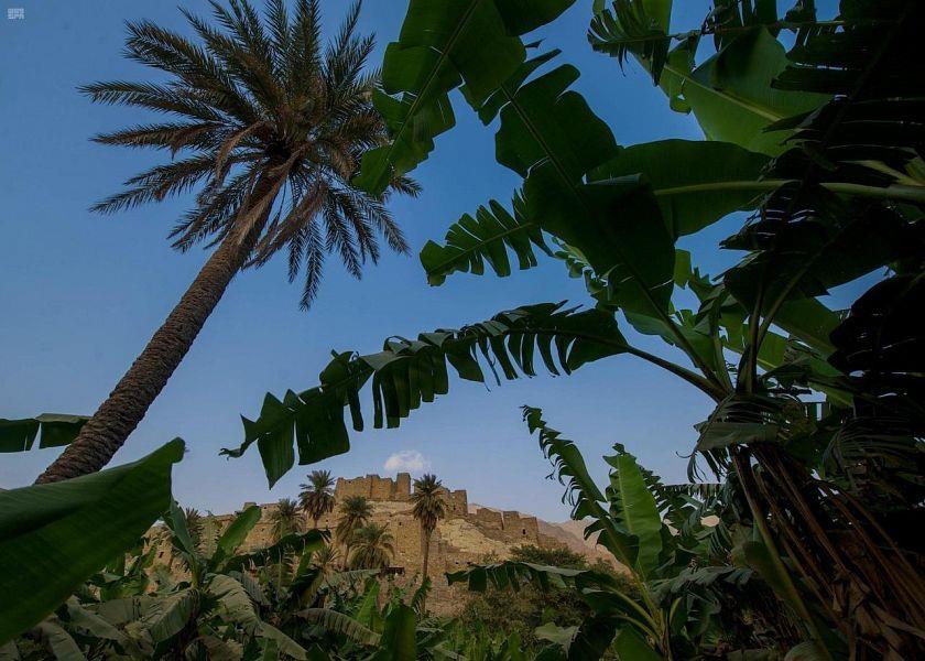 قرية "ذي عين التراثية" بالباحة حيث مزارع "الموز" و"الكادي" المرتفعة عن سطح البحر قرية "ذي عين التراثية" بالباحة حيث مزارع "الموز" و"الكادي" المرتفعة عن سطح البحر