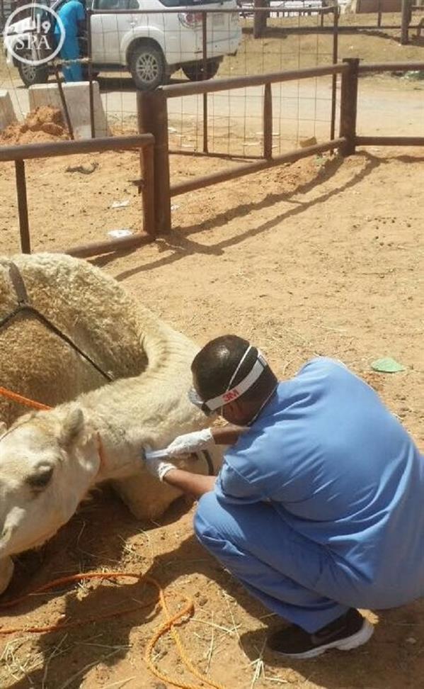 الزراعة: 45% من عينات الإبل بسوق الجنادرية مصابة بـ كورونا