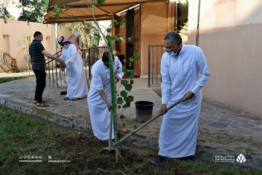 أمانة المدينة المنورة تطلق مبادرة تشجير ساحات المساجد بالمدينة أمانة المدينة المنورة تطلق مبادرة تشجير ساحات المساجد بالمدينة