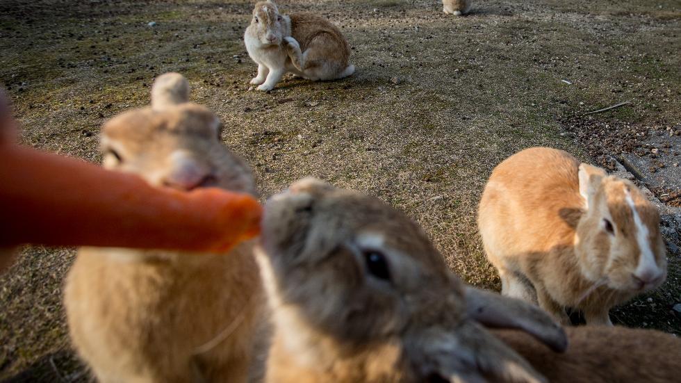 جزيرة يابانية تتحول من مصنع سري للأسلحة الكيميائية إلى موطن لمئات الأرانب