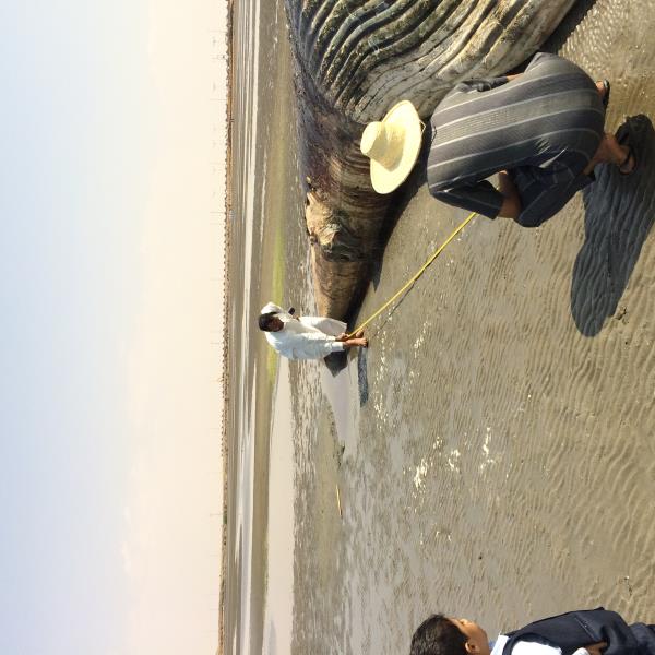 حوت ميت بموسم جازان