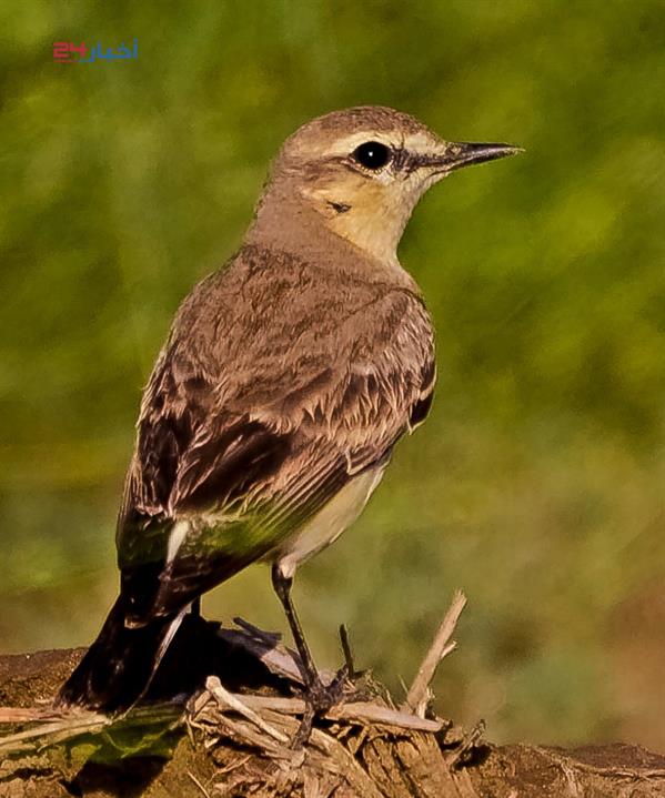 طيور نادرة تعيش في جازان وأنواع مهددة بالانقراض طيور نادرة تعيش في جازان وأنواع مهددة بالانقراض