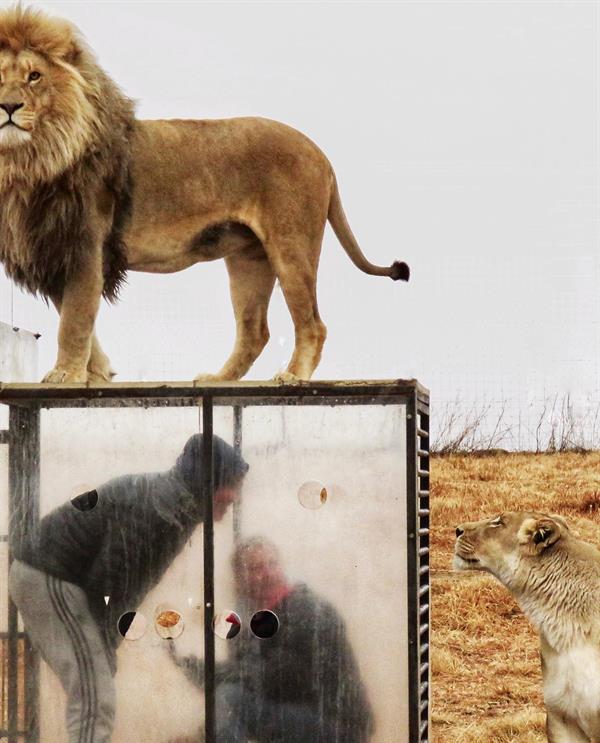 محميّة طبيعية في جنوب أفريقيا تضع زوارها في أقفاص زجاجية وسط الأسود البرية