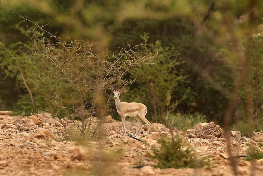 تسجيل 15 ولادة جديدة لظباء الريم بمتنزه الغاط