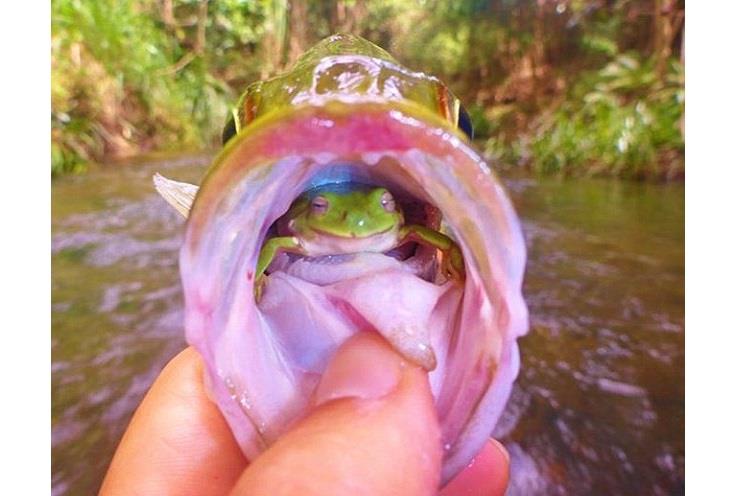 صياد يعثر على ضفدع في حلق سمكة