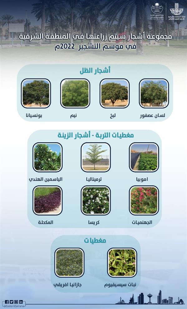 اعتماد أشجار ستغرس لأول مرة بحاضرة الدمام اعتماد أشجار ستغرس لأول مرة بحاضرة الدمام