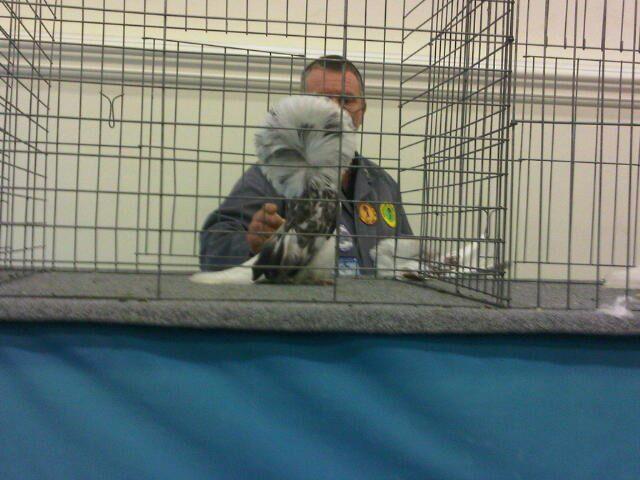 ملكة جمال الحمام في السعودية بسعر 55 ألفاً