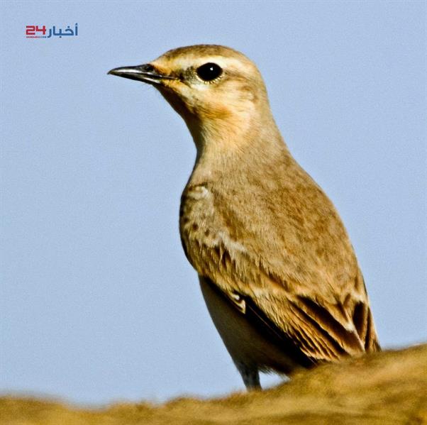 طيور نادرة تعيش في جازان وأنواع مهددة بالانقراض طيور نادرة تعيش في جازان وأنواع مهددة بالانقراض