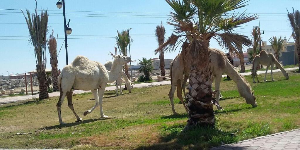شاهد.. تحويل ممشى عام إلى مرعى للإبل.. بلدية خميس مشيط ترد وتكشف عن تهديد ملاكها مراقبي البلدية