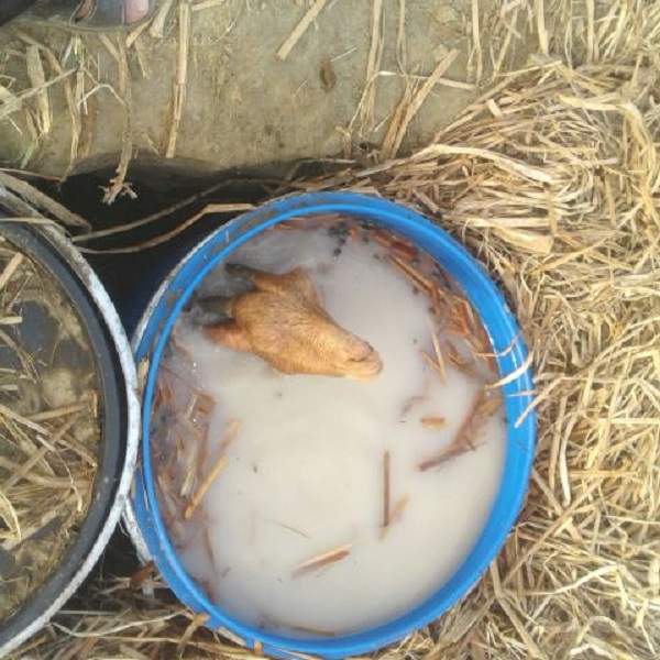 رأس ماعز في مداهمة لمصنع خمور بمحايل عسير ! رأس ماعز في مداهمة لمصنع خمور بمحايل عسير !