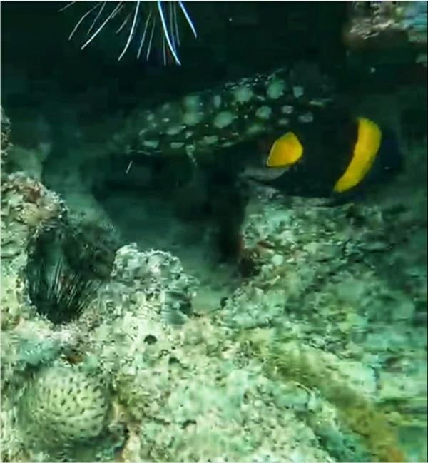 غواص يرصد حياة المخلوقات البحرية في أعماق البحر بجزر فرسان