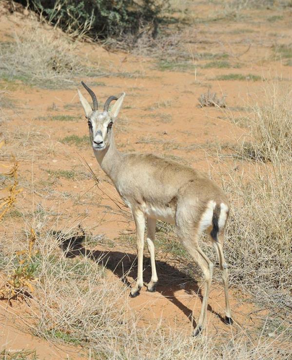 إطلاق عدد من ظباء الريم في منتزه مرات الوطني