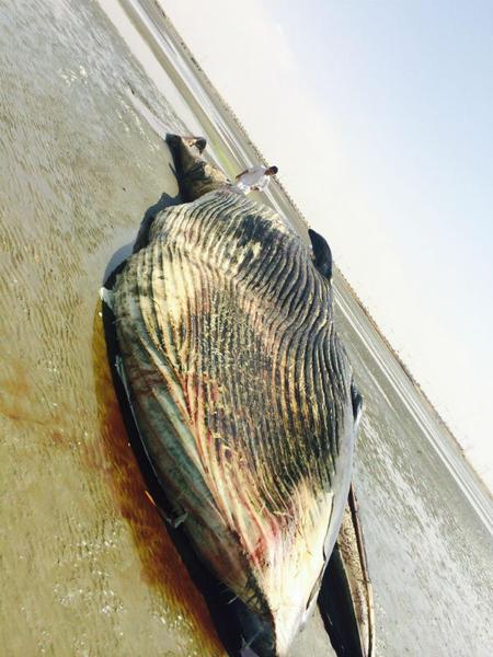 حوت ميت بموسم جازان