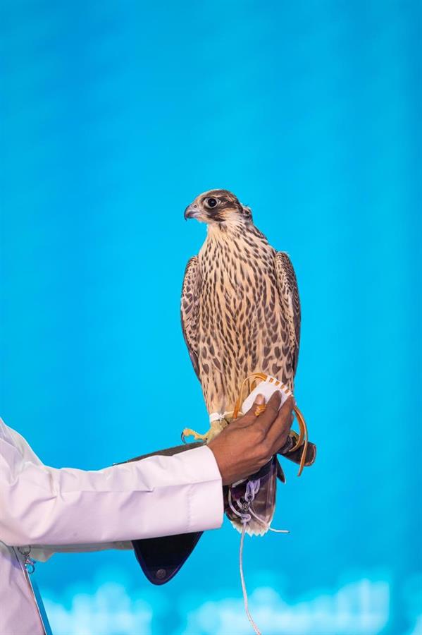 خصص مليون ريال للشراء من مزاد الصقور.. صقّار شاب يشتري فرخ شاهين بـ171 ألف ريال خصص مليون ريال للشراء من مزاد الصقور.. صقّار شاب يشتري فرخ شاهين بـ171 ألف ريال