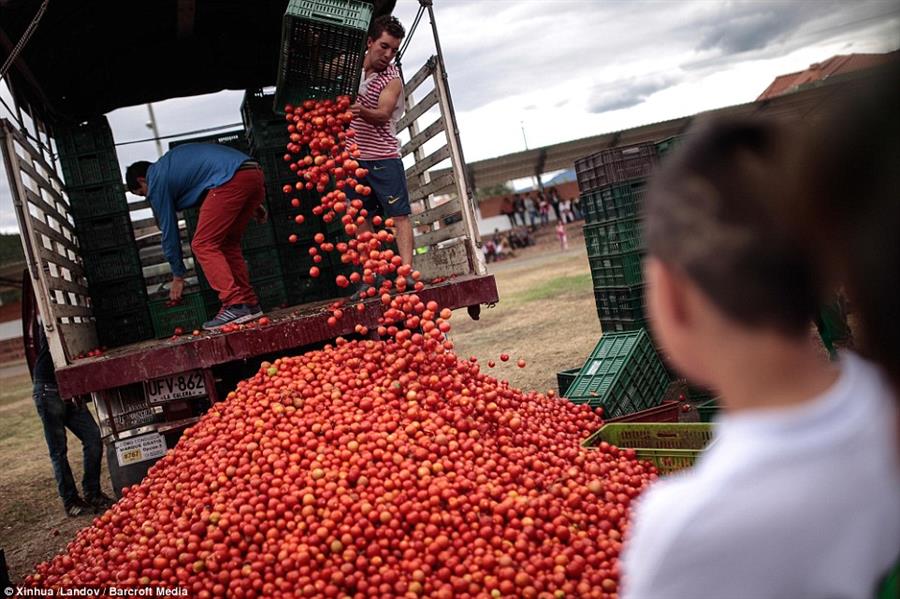 مهرجان الطماطم مهرجان الطماطم