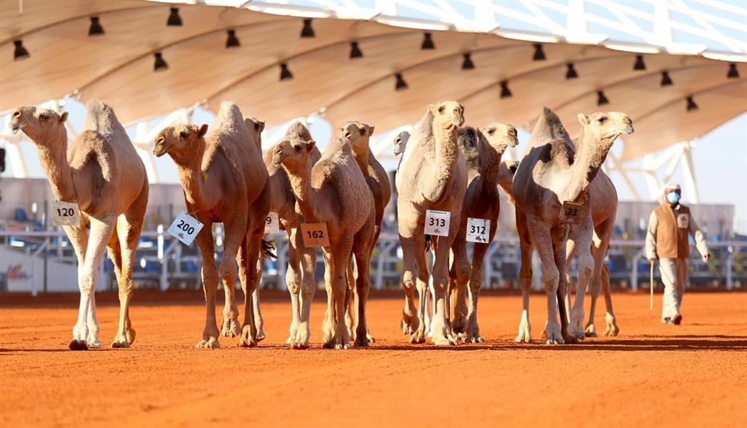 مهرجان الملك عبدالعزيز للإبل