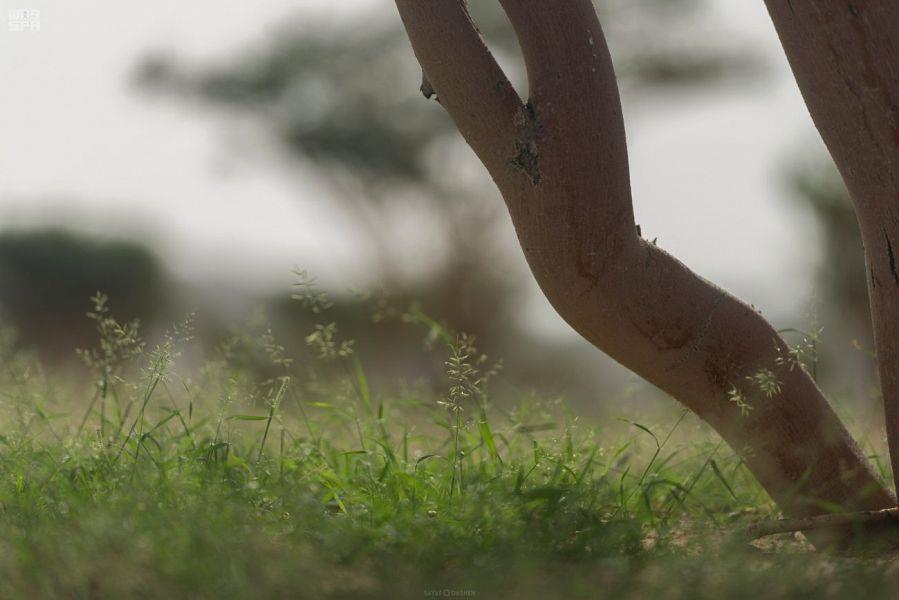 شاهد.. متنزهات بيشة الخضراء: تنوع طبيعي ومساحات خضراء تجذب الزائرين شاهد.. متنزهات بيشة الخضراء: تنوع طبيعي ومساحات خضراء تجذب الزائرين