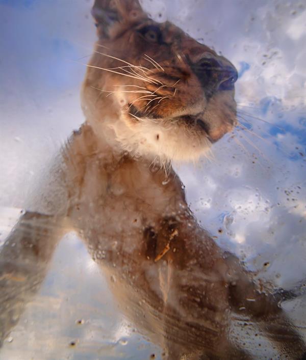 محميّة طبيعية في جنوب أفريقيا تضع زوارها في أقفاص زجاجية وسط الأسود البرية