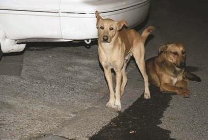 الكلاب الضالة