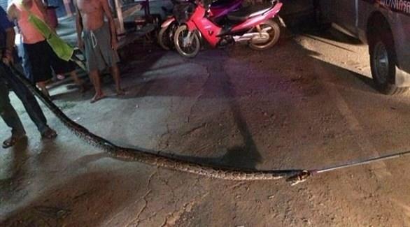 أفعى ضخمة تخنق رجلاً حتى الموت أمام شقيقته