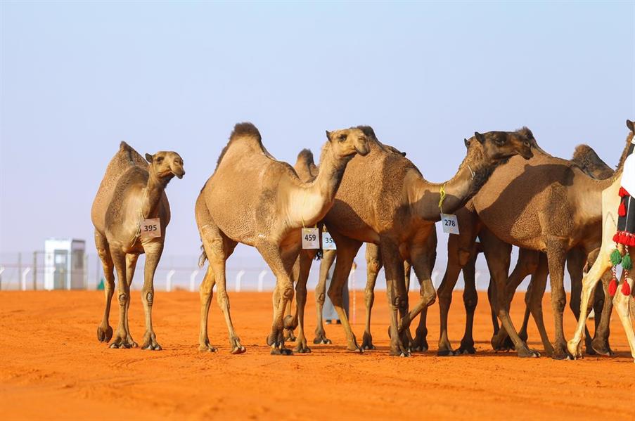 مهرجان الملك عبدالعزيز للإبل