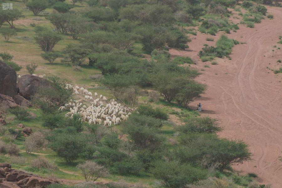 شاهد.. متنزهات بيشة الخضراء: تنوع طبيعي ومساحات خضراء تجذب الزائرين شاهد.. متنزهات بيشة الخضراء: تنوع طبيعي ومساحات خضراء تجذب الزائرين