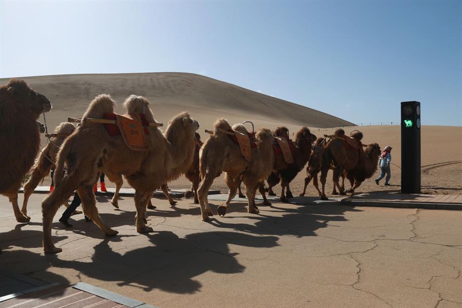 الصين تضع إشارة مرور خاصة بالإبل 