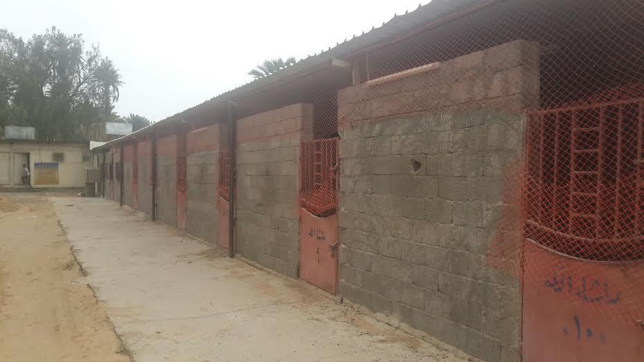 بالصور.. العثور على مزرعة دواجن مخالفة للاشتراطات الصحية باسطبل خيل بنجران بالصور.. العثور على مزرعة دواجن مخالفة للاشتراطات الصحية باسطبل خيل بنجران