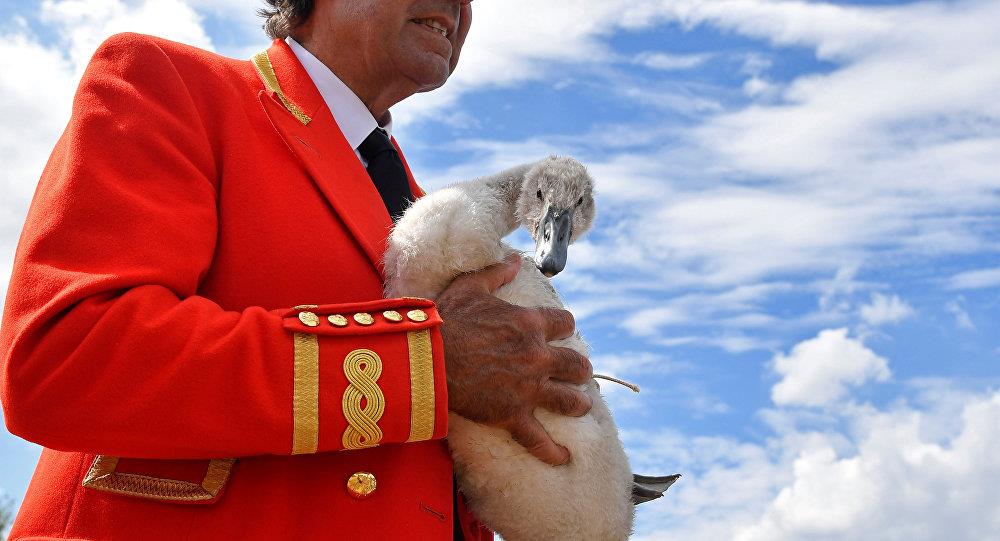 لن تصدق عدد البجع الذي تمتلكه ملكة بريطانيا (صور) لن تصدق عدد البجع الذي تمتلكه ملكة بريطانيا (صور)