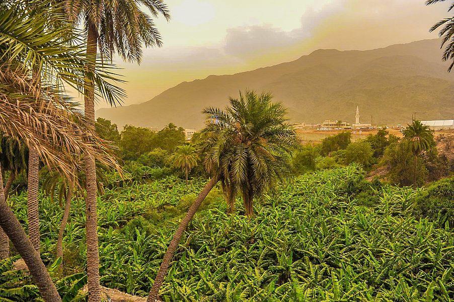 الباحة الباحة