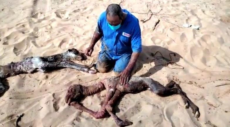 ولادة بكرة وقعود من ناقة واحدة في حالة نادرة بجهراء تيماء