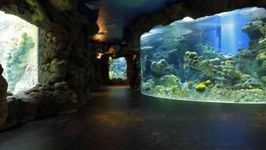 فقيه اوكرايوم