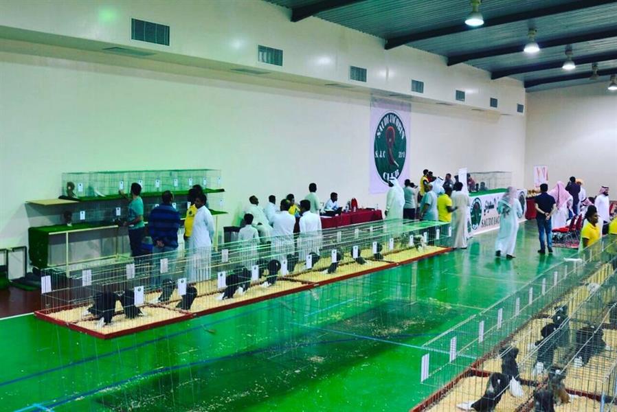 ملكة جمال الحمام في السعودية بسعر 55 ألفاً