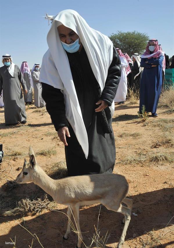 إطلاق عدد من ظباء الريم في منتزه مرات الوطني